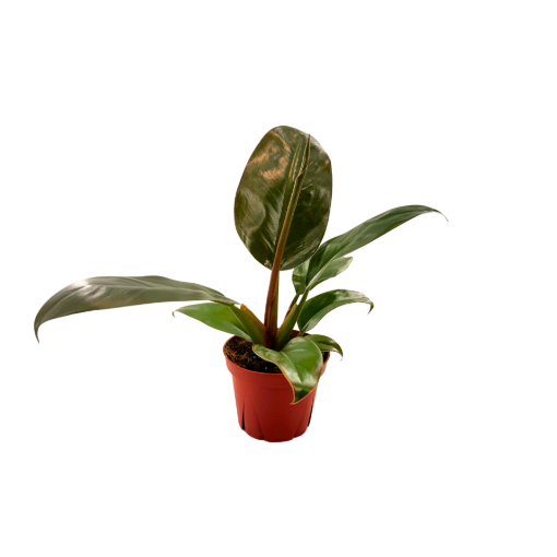 Picture of Philodendron Imperial Red 4"