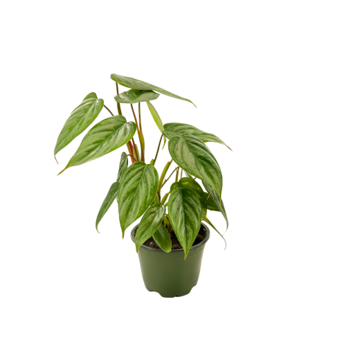 Picture of Philodendron Sodiroi 4"
