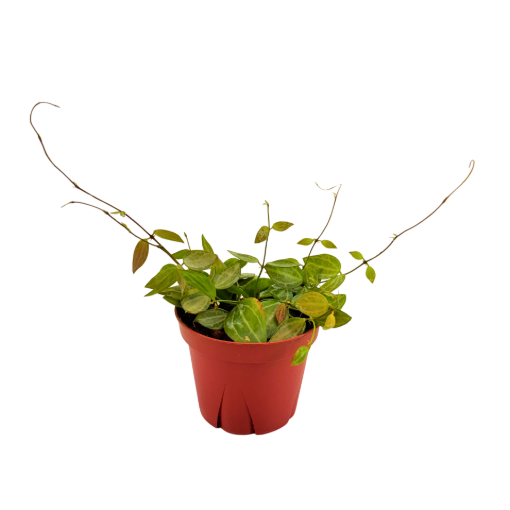 Picture of Dischidia Melon 4"