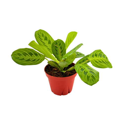 Picture of Maranta leuconeura 'Marisela' 4"