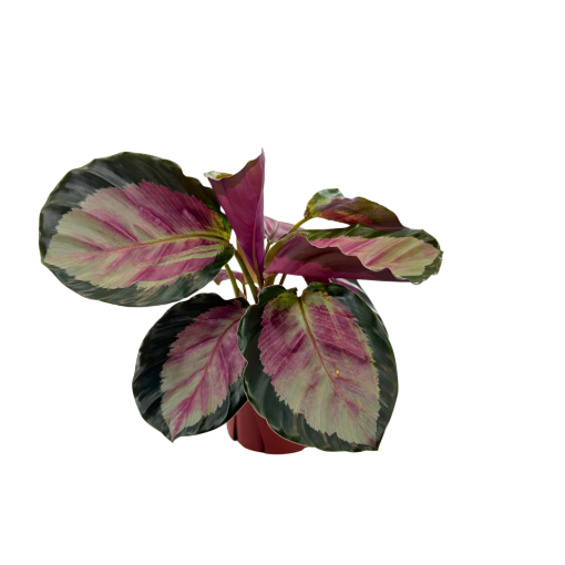 Picture of Calathea Pale Rosy 4"