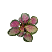Picture of Calathea Pale Rosy 4"