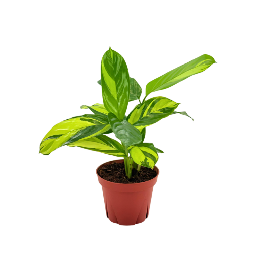 Picture of Calathea Pilosa 4"