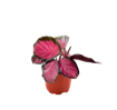Picture of Calathea Rosy 4"