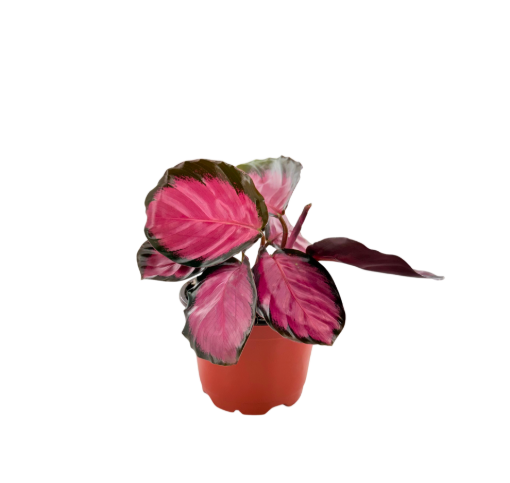 Picture of Calathea Rosy 4"