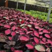 Picture of Calathea Rosy 4"