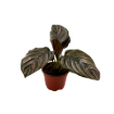 Picture of Calathea Ornata 4"