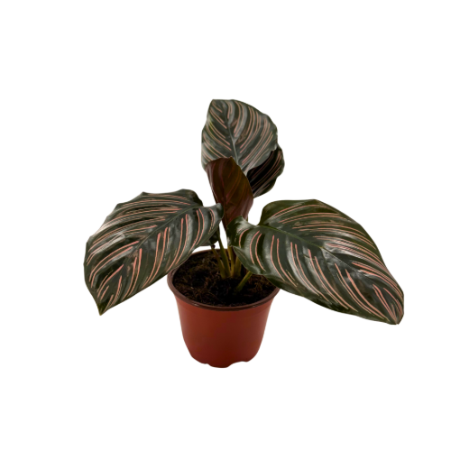 Picture of Calathea Ornata 4"