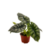 Picture of Alocasia Silver Dragon 4"