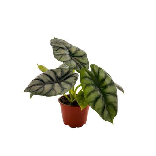 Picture of Alocasia Silver Dragon 4"