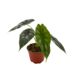 Picture of Alocasia Dragon Scale 4"