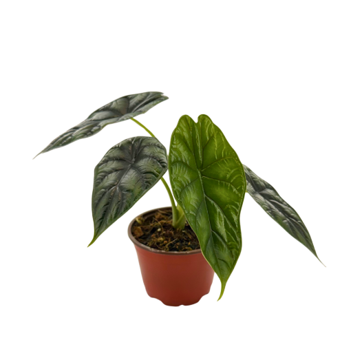 Picture of Alocasia Dragon Scale 4"