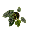 Picture of Alocasia Dragon Scale 4"