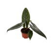 Picture of Alocasia Scalprum 4" 