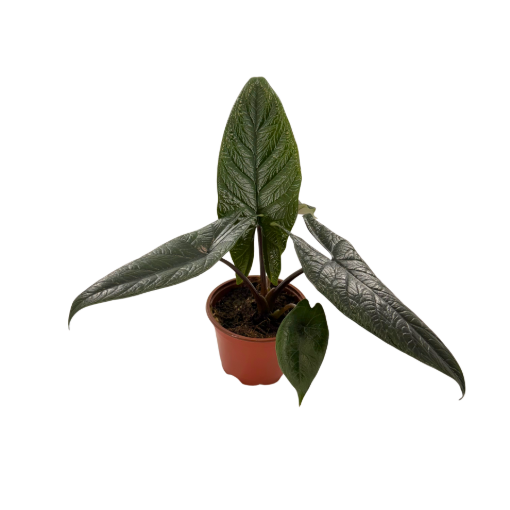 Picture of Alocasia Scalprum 4" 