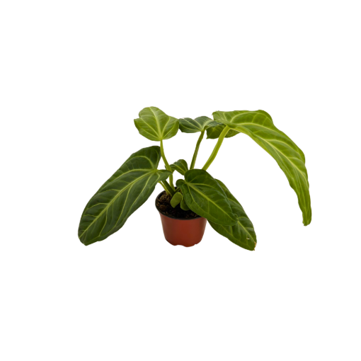 Picture of Anthurium Villenaorum 4"