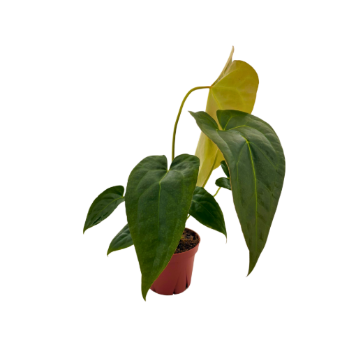 Picture of Anthurium Red Crystal x Crystallinum 4"