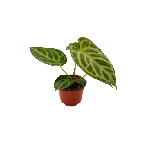 Picture of Anthurium Dorayaki 4"