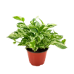 Picture of Pothos N Joy 6"