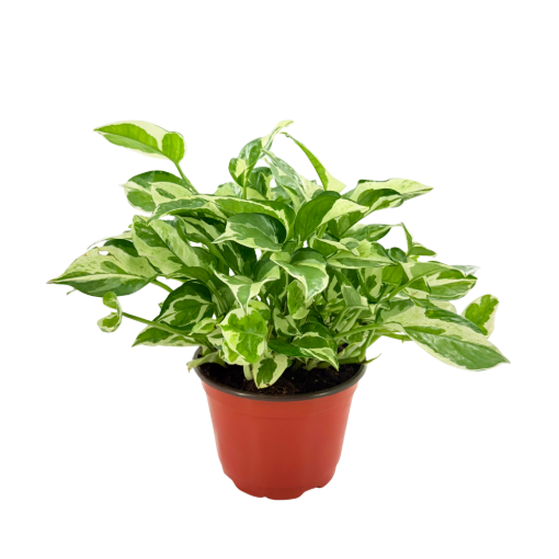 Picture of Pothos N Joy 6"