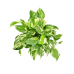 Picture of Pothos N Joy 6"