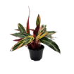 Picture of Stromanthe Triostar 6"