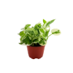 Picture of Pothos N Joy 4"