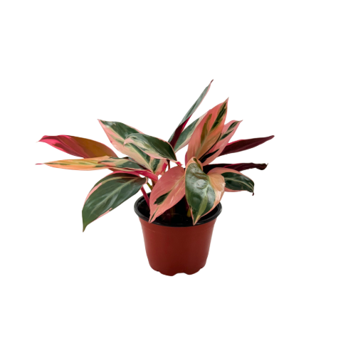 Picture of Stromanthe Triostar 4"