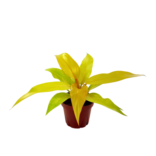 Picture of Philodendron Tangerine 4"