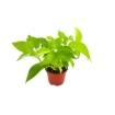 Picture of Pothos Neon 4"