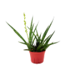 Picture of Sansevieria Tiger Crown 6"