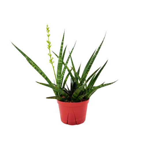 Picture of Sansevieria Tiger Crown 6"