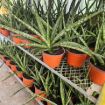 Picture of Sansevieria Tiger Crown 6"