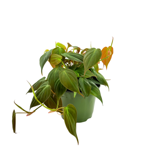 Picture of Philodendron Mican 6"