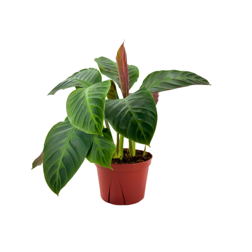 Picture of Calathea Warscewizzi 6"