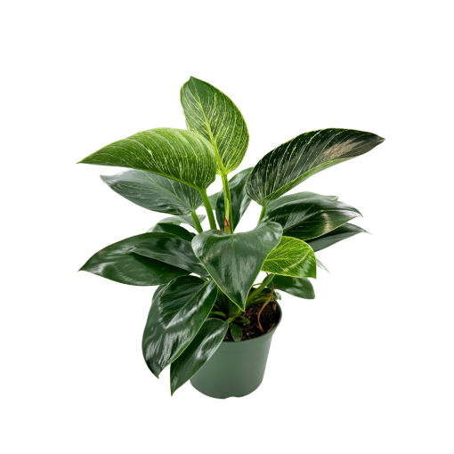 Picture of Philodendron Birkin  6"