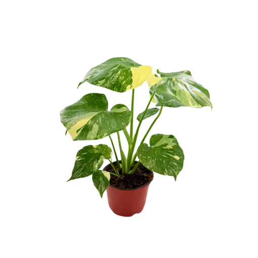 Picture of Monstera Thai Constellation 6"