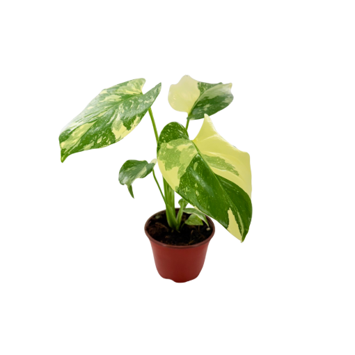 Picture of Monstera Thai Constellation 4"