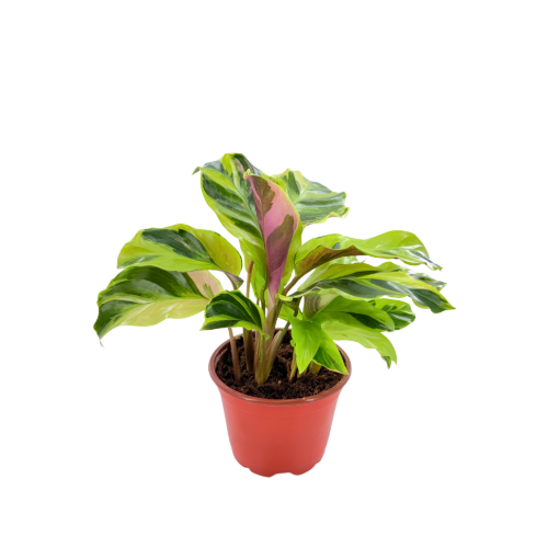 Picture of Calathea Yellow Allusion 4"
