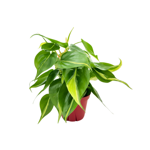 Picture of Philodendron Rio 4"