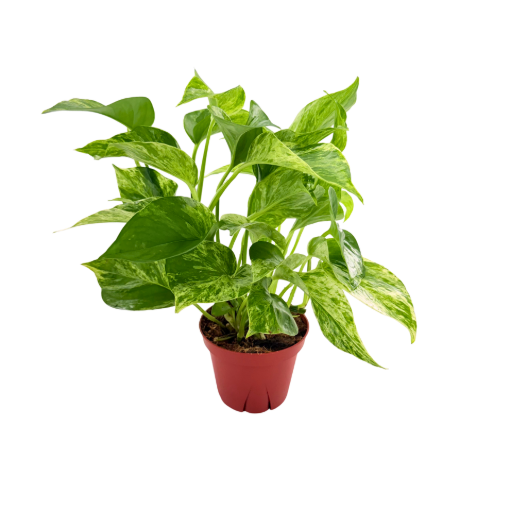 Picture of Pothos Marble Queen 4"