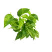 Picture of Pothos Marble Queen 4"