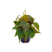 Picture of Philodendron Mican 4"