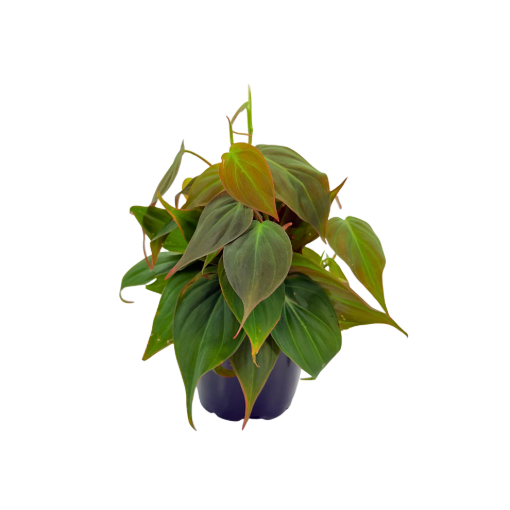 Picture of Philodendron Mican 4"