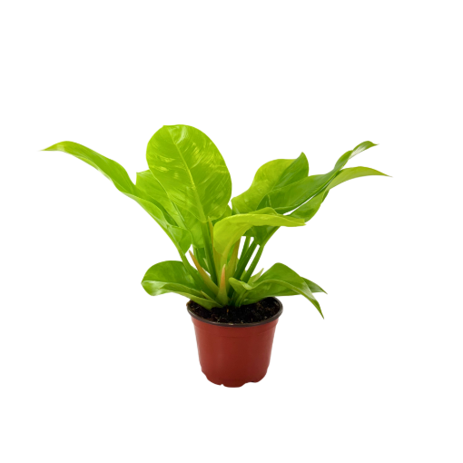 Picture of Philodendron Moonlight 6"