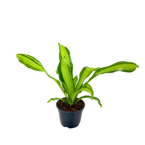 Picture of Dracaena Marley 6"