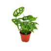 Picture of Monstera Swiss Cheese 6"