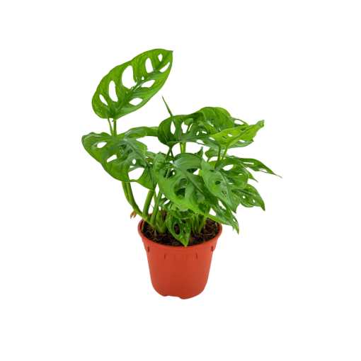 Picture of Monstera Swiss Cheese 6"