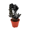 Picture of Zamioculcas Black Queen ZZ 6"