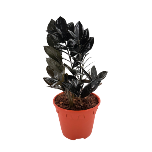 Picture of Zamioculcas Black Queen ZZ 6"